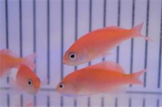 画像1: 【海水魚・ハナダイ】【通販】カシワハナダイ(1匹)±5-6cm(サンプル画像）（生体）(海水魚)（サンゴ） (1)