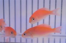 画像2: 【海水魚・ハナダイ】【通販】カシワハナダイ(1匹)±5-6cm(サンプル画像）（生体）(海水魚)（サンゴ） (2)