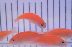 画像3: 【海水魚・ハナダイ】【通販】カシワハナダイ(1匹)±5-6cm(サンプル画像）（生体）(海水魚)（サンゴ） (3)