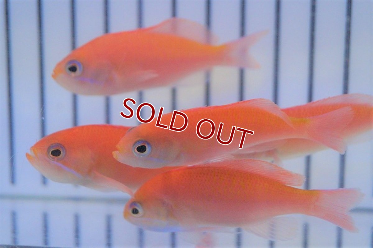 画像4: 【海水魚・ハナダイ】カシワハナダイ(1匹)±5-6cm(サンプル画像）（生体）(海水魚)（サンゴ） (4)