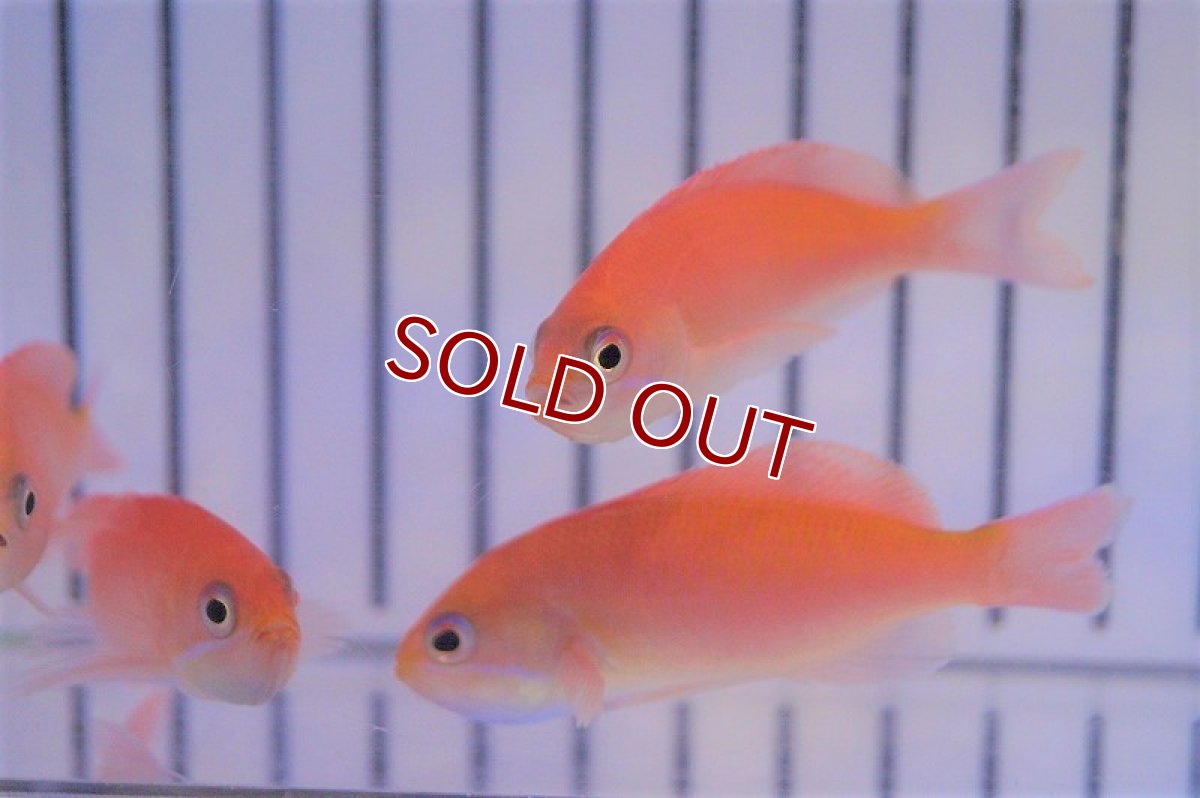 画像2: 【海水魚・ハナダイ】カシワハナダイ（5匹セット）±5-6cm(サンプル画像）（生体）(海水魚)（サンゴ） (2)