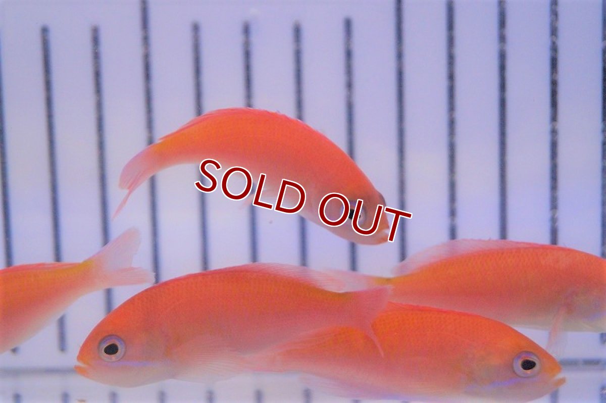 画像3: 【海水魚・ハナダイ】カシワハナダイ（5匹セット）±5-6cm(サンプル画像）（生体）(海水魚)（サンゴ） (3)