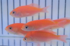 画像4: 【海水魚・ハナダイ】【通販】カシワハナダイ（5匹セット）±5-6cm(サンプル画像）（生体）(海水魚)（サンゴ） (4)