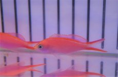 画像1: 【海水魚・ハナダイ】【通販】オオテンハナゴイ(1匹)±4-6cm(サンプル画像）（生体）(海水魚)（サンゴ） (1)