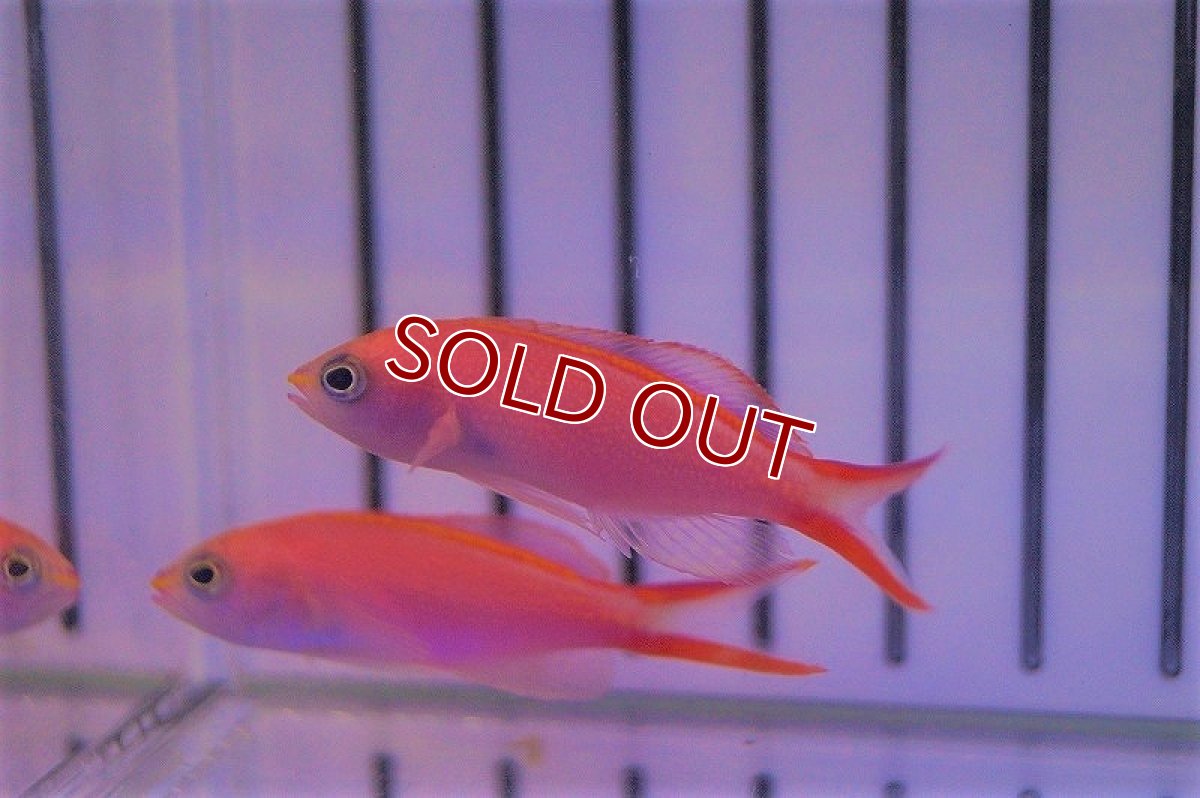 画像2: 【海水魚・ハナダイ】オオテンハナゴイ(1匹)±4-6cm(サンプル画像）（生体）(海水魚)（サンゴ） (2)