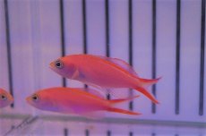 画像2: 【海水魚・ハナダイ】【通販】オオテンハナゴイ(1匹)±4-6cm(サンプル画像）（生体）(海水魚)（サンゴ） (2)