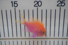 画像1: 【海水魚・ハナダイ】【通販】ハナゴンベ （M-Lサイズ)(1匹)±6-7cm　(サンプル画像）（生体）(海水魚)（サンゴ） (1)