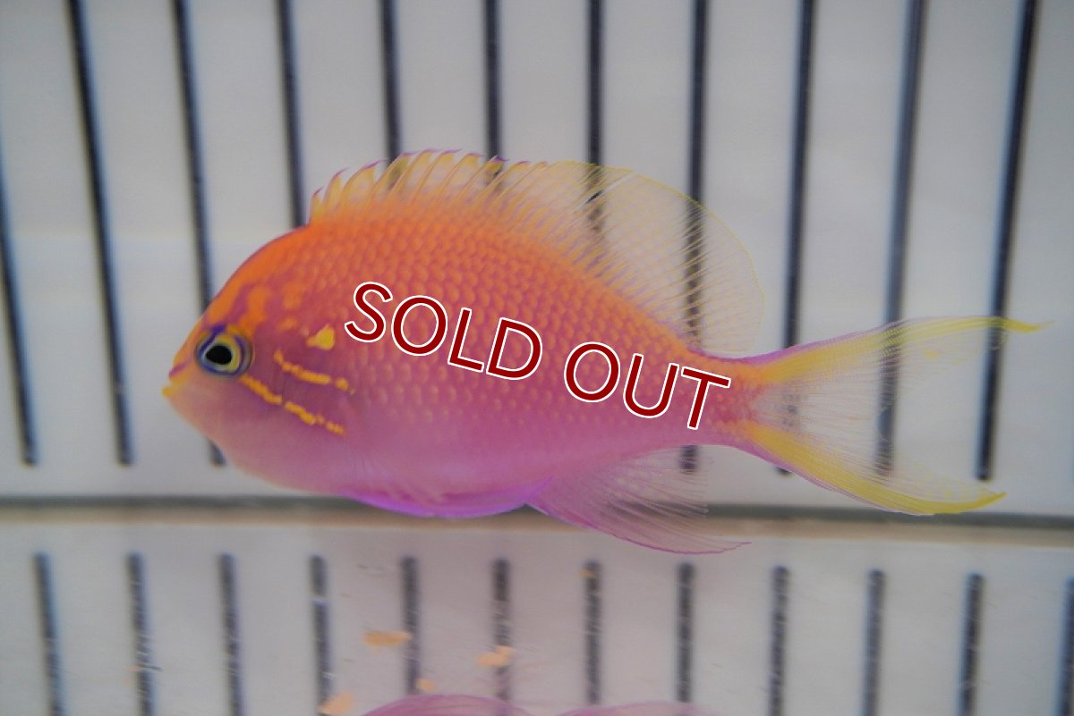 画像2: 【海水魚・ハナダイ】ハナゴンベ （M-MLサイズ)(1匹)±5-6cm (サンプル画像）（生体）(海水魚)（サンゴ） (2)