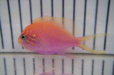 画像2: 【海水魚・ハナダイ】【通販】ハナゴンベ （M-Lサイズ)(1匹)±6-7cm　(サンプル画像）（生体）(海水魚)（サンゴ） (2)