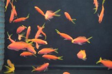 画像2: 【海水魚・ハナダイ】【通販】フチドリハナダイ(1匹)±4-5cm (サンプル画像）（生体）(海水魚) (2)