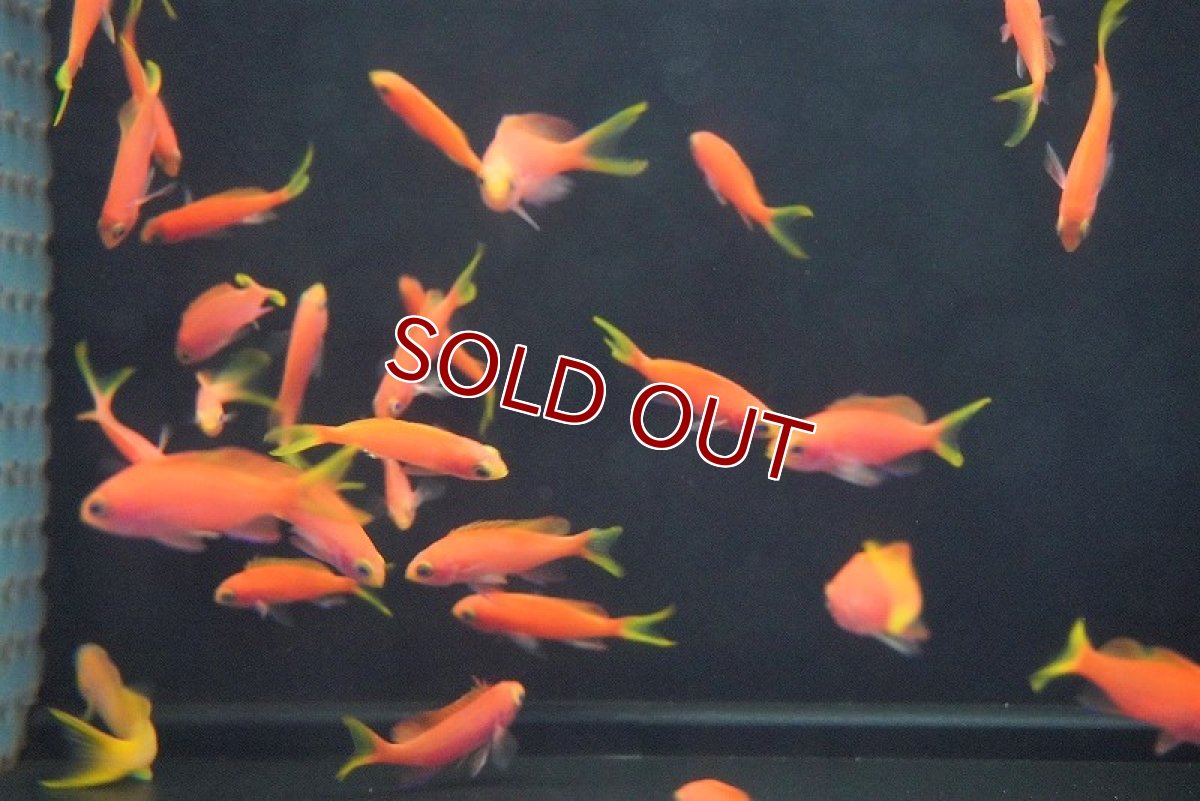 画像2: 【海水魚・ハナダイ】フチドリハナダイ（5匹）±4-5cm (サンプル画像）（生体）(海水魚) (2)