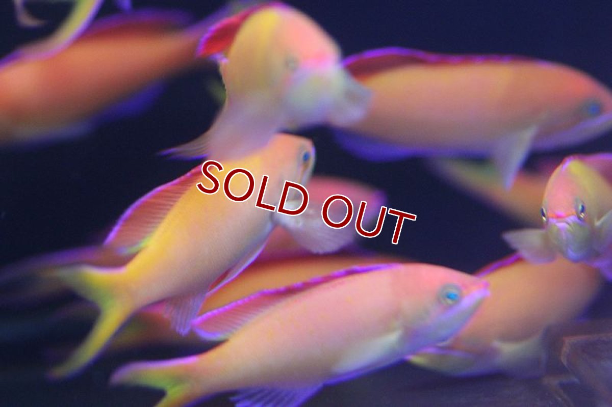 画像3: 【海水魚・ハナダイ】アカネハナゴイ　(1匹)5-6cm前後(サンプル画像）（生体）(海水魚) (3)