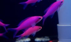 画像1: 【海水魚・ハナダイ】【通販】パープルクイーンアンティアス(1匹)5-7cm前後(サンプル画像）（生体）(海水魚) (1)