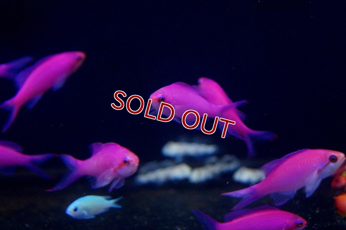 画像2: 【海水魚・ハナダイ】パープルクイーンアンティアス(1匹)5-7cm前後(サンプル画像）（生体）(海水魚) (2)