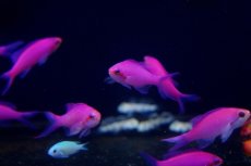 画像2: 【海水魚・ハナダイ】【通販】パープルクイーンアンティアス(1匹)5-7cm前後(サンプル画像）（生体）(海水魚) (2)