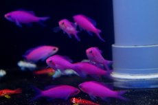 画像3: 【海水魚・ハナダイ】【通販】パープルクイーンアンティアス(1匹)5-7cm前後(サンプル画像）（生体）(海水魚) (3)