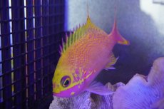 画像1: 【海水魚・ハナダイ】【通販】バラハナダイ　（学名　Odontanthias katayamai）(1匹)±10-13cm (サンプル画像）（生体）(海水魚) (1)