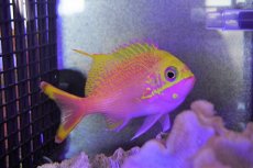 画像2: 【海水魚・ハナダイ】【通販】バラハナダイ　（学名　Odontanthias katayamai）(1匹)±10-13cm (サンプル画像）（生体）(海水魚) (2)