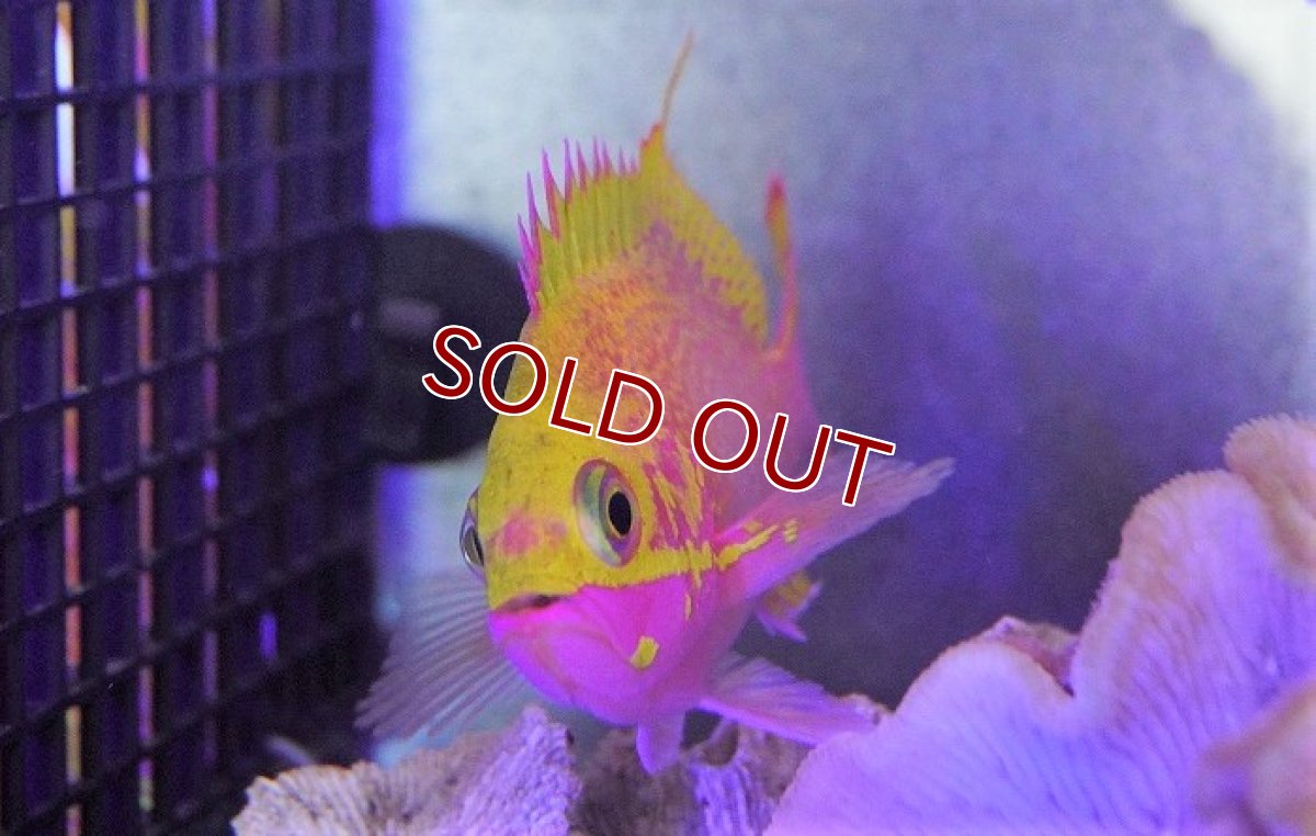 画像3: 【海水魚・ハナダイ】バラハナダイ (学名 Odontanthias katayamai)(1匹)±10-13cm (サンプル画像)(生体)(海水魚) (3)