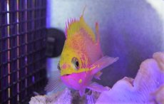 画像3: 【海水魚・ハナダイ】【通販】バラハナダイ　（学名　Odontanthias katayamai）(1匹)±10-13cm (サンプル画像）（生体）(海水魚) (3)