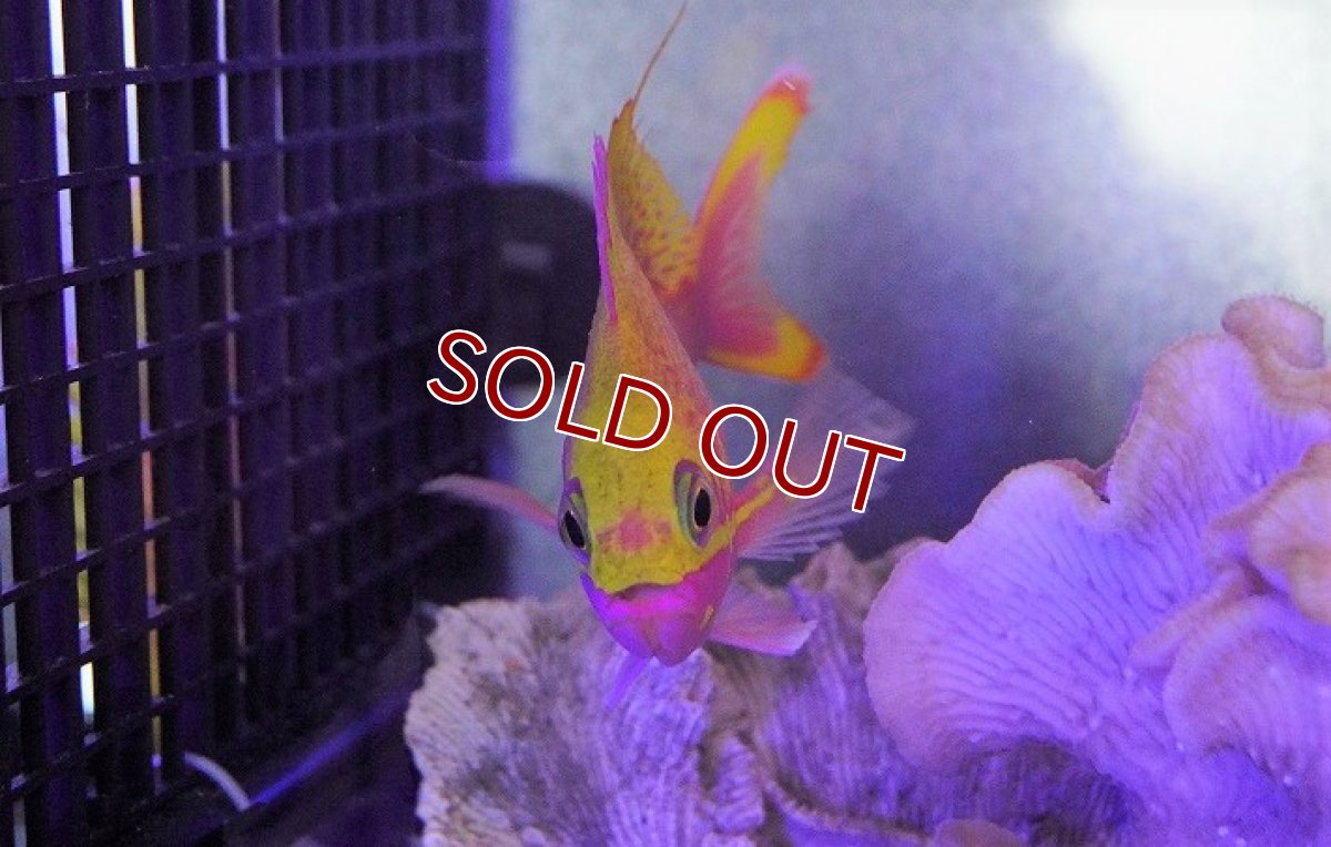 画像4: 【海水魚・ハナダイ】バラハナダイ (学名 Odontanthias katayamai)(1匹)±10-13cm (サンプル画像)(生体)(海水魚) (4)