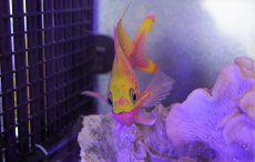 画像4: 【海水魚・ハナダイ】【通販】バラハナダイ　（学名　Odontanthias katayamai）(1匹)±10-13cm (サンプル画像）（生体）(海水魚) (4)