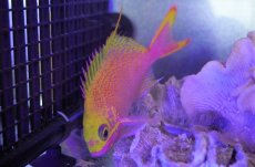 画像5: 【海水魚・ハナダイ】【通販】バラハナダイ　（学名　Odontanthias katayamai）(1匹)±10-13cm (サンプル画像）（生体）(海水魚) (5)