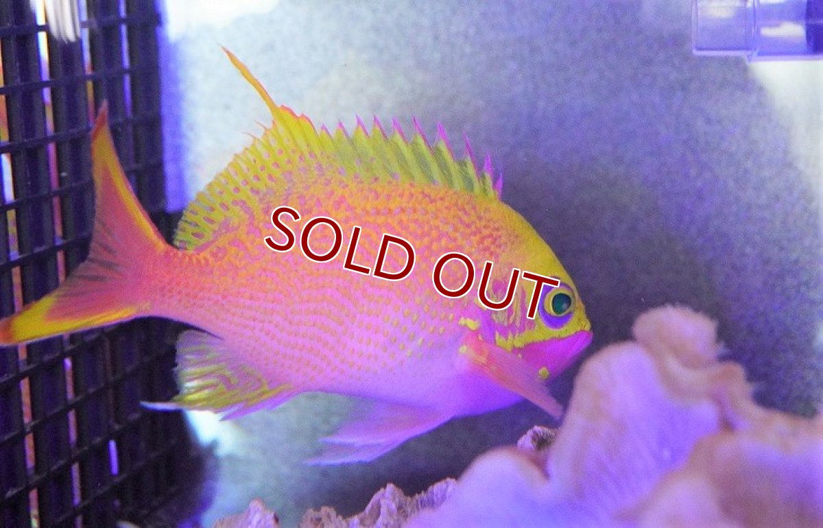 画像6: 【海水魚・ハナダイ】バラハナダイ (学名 Odontanthias katayamai)(1匹)±10-13cm (サンプル画像)(生体)(海水魚) (6)