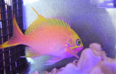 画像6: 【海水魚・ハナダイ】【通販】バラハナダイ　（学名　Odontanthias katayamai）(1匹)±10-13cm (サンプル画像）（生体）(海水魚) (6)