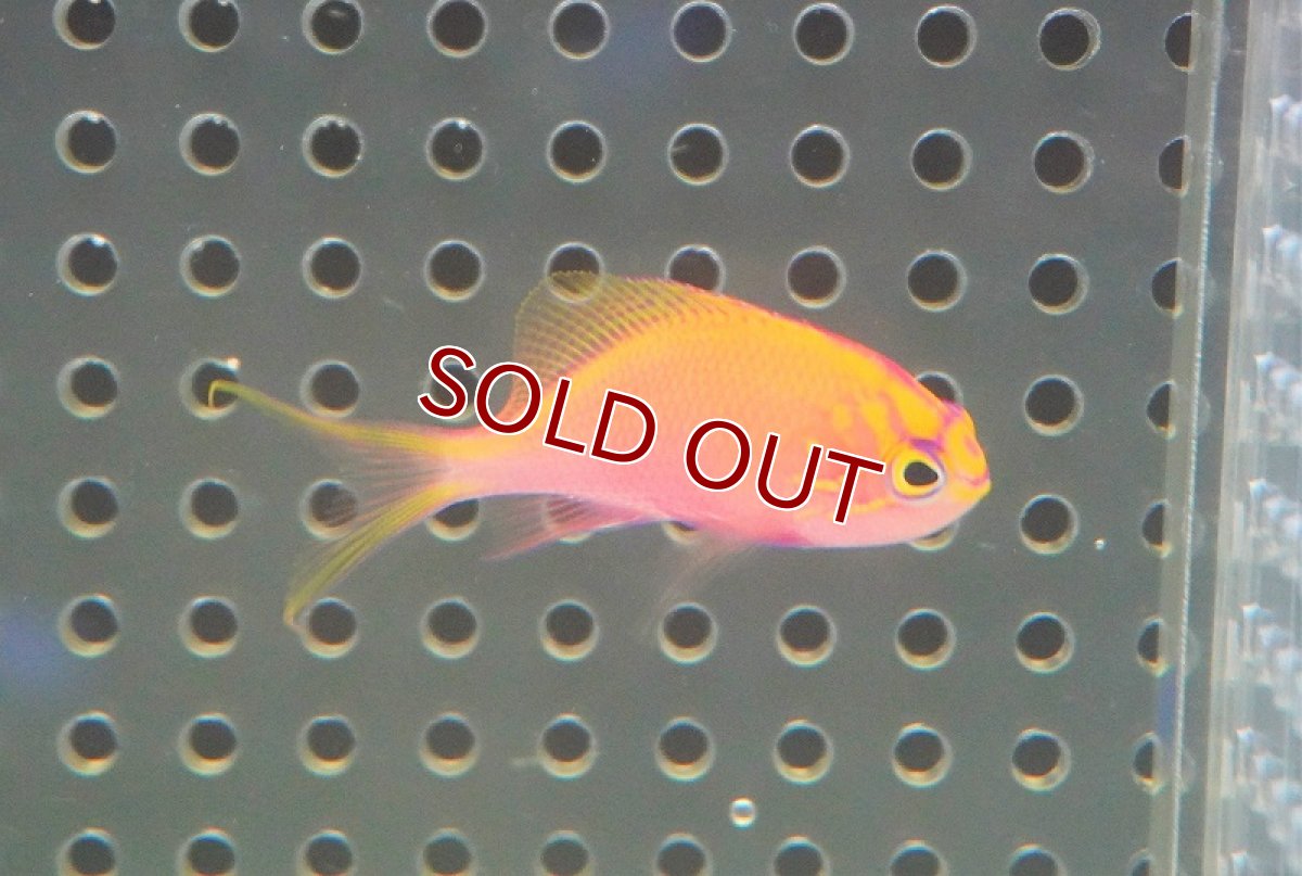 画像2: 【海水魚・ハナダイ】ハナゴンベ（1匹）（±4-5cm）（サンプル画像）（生体）(海水魚) (2)