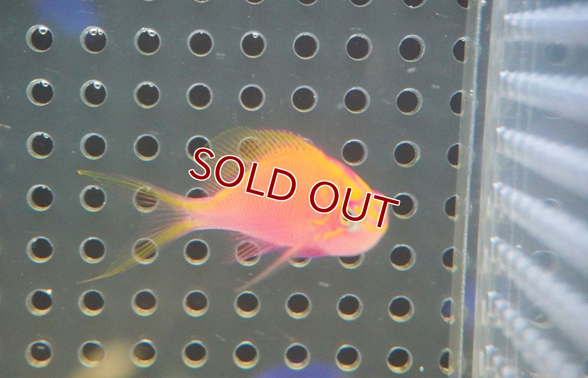 画像3: 【海水魚・ハナダイ】ハナゴンベ（1匹）（±4-5cm）（サンプル画像）（生体）(海水魚) (3)