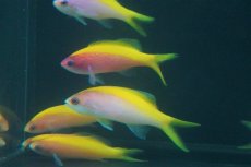 画像3: 【海水魚・ハナダイ】【通販】エバンスアンティアス（Lサイズ）（1匹）（±7-8cm）（サンプル画像）（生体）(海水魚) (3)