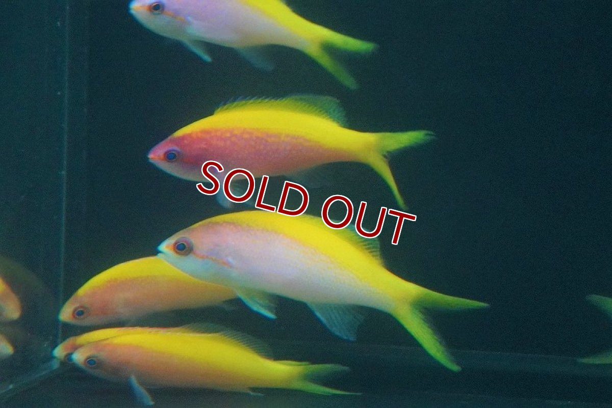 画像3: 【海水魚・ハナダイ】【通販】エバンスアンティアス（Lサイズ）（5匹セット）（±7-8cm）（サンプル画像）（生体）(海水魚) (3)