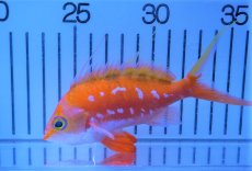 画像1: 【海水魚・ハナダイ】【通販】サクラダイ（Mサイズ）（1匹）（±10-12cm）（サンプル画像）（生体）(海水魚)（サンゴ） (1)