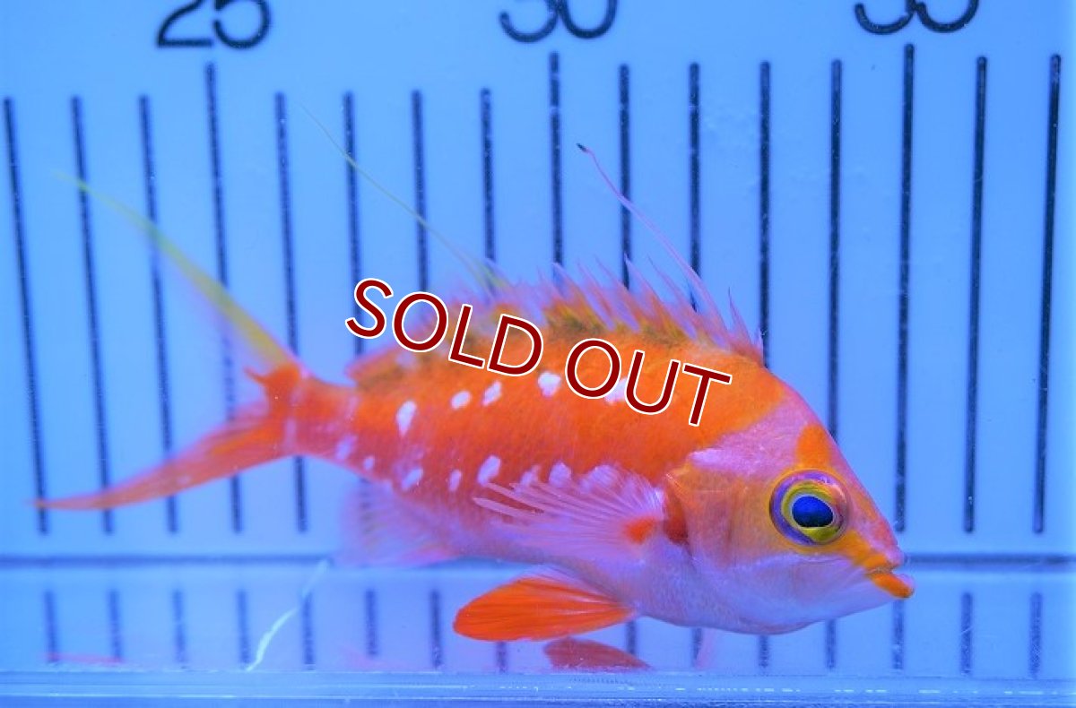 画像2: 【海水魚・ハナダイ】サクラダイ（Mサイズ）（1匹）（±10-12cm）（サンプル画像）（生体）(海水魚)（サンゴ） (2)