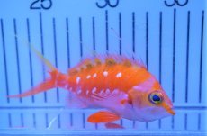 画像2: 【海水魚・ハナダイ】【通販】サクラダイ（Mサイズ）（1匹）（±10-12cm）（サンプル画像）（生体）(海水魚)（サンゴ） (2)