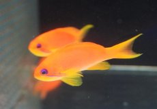 画像1: 【海水魚・ハナダイ】【通販】インドキンギョハナダイ（Lサイズ）【1匹】（±8-9cm）（サンプル画像）（生体）(海水魚)（サンゴ） (1)