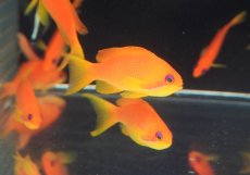 画像2: 【海水魚・ハナダイ】【通販】インドキンギョハナダイ（Lサイズ）【1匹】（±8-9cm）（サンプル画像）（生体）(海水魚)（サンゴ） (2)