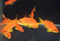 画像3: 【海水魚・ハナダイ】【通販】インドキンギョハナダイ（Lサイズ）【1匹】（±8-9cm）（サンプル画像）（生体）(海水魚)（サンゴ） (3)