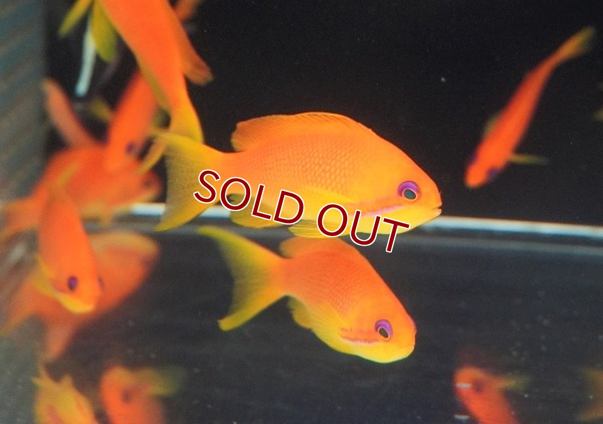 画像2: 【海水魚・ハナダイ】インドキンギョハナダイ（Lサイズ）【5匹セット】（±8.5cm）（生体）(海水魚)（サンゴ） (2)