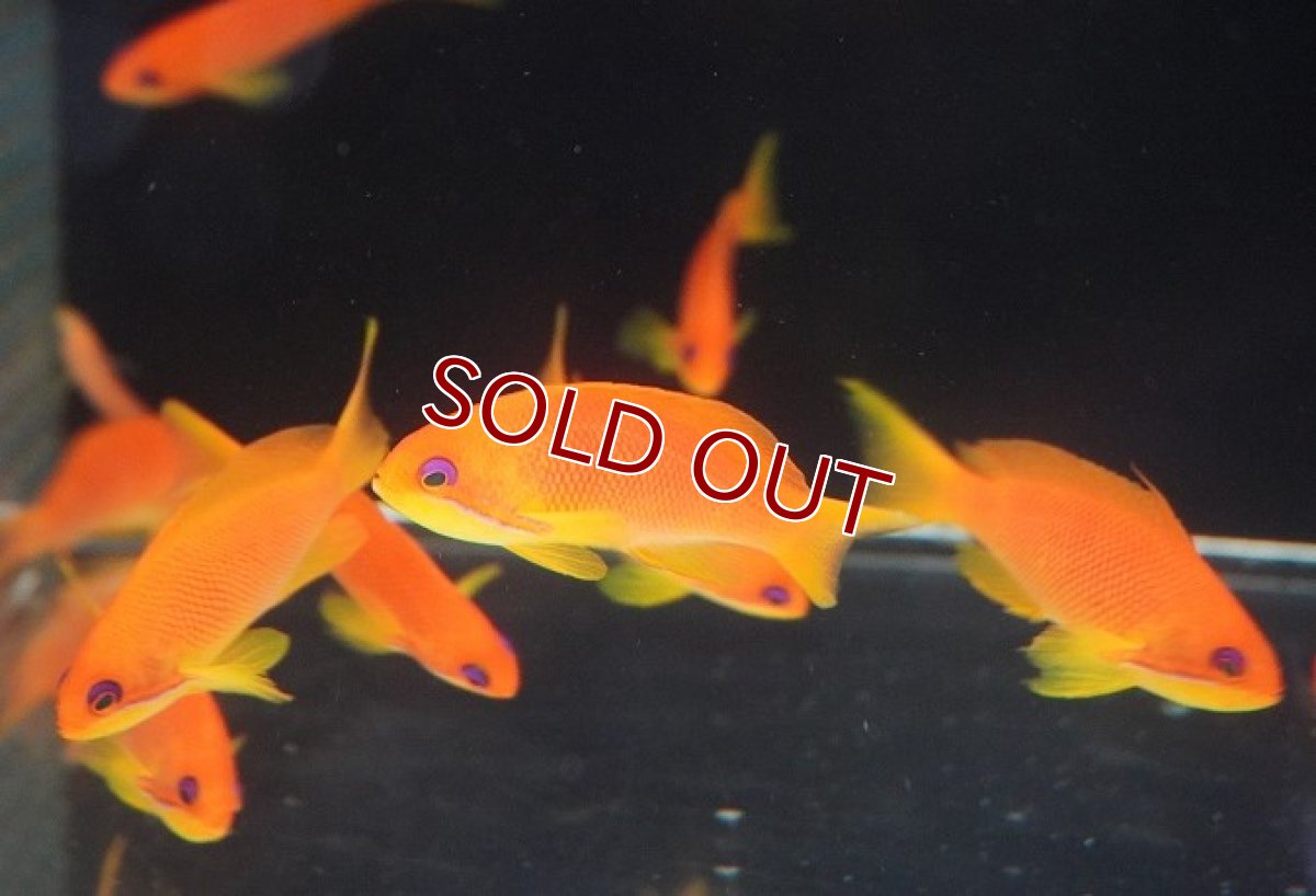 画像3: 【海水魚・ハナダイ】インドキンギョハナダイ（Lサイズ）【5匹セット】（±8.5cm）（生体）(海水魚)（サンゴ） (3)