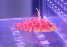 画像1: 【海水魚・ハナダイ】【通販】レッドブロッチドパーチレット（チゴハナダイsp.)【1匹】（±3-4cm）（サンプル画像）（生体）(海水魚) (1)