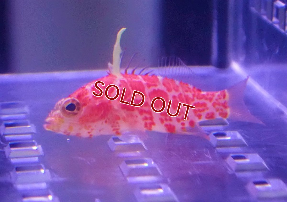 画像2: 【海水魚・ハナダイ】レッドブロッチドパーチレット（チゴハナダイsp.)【1匹】（±3-4cm）（サンプル画像）（生体）(海水魚) (2)