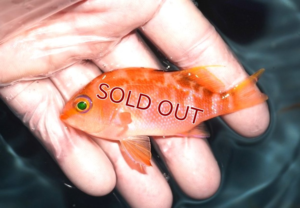 画像2: 【海水魚・ハナダイ】サクラダイ（ペア）(1ペア)（±12-8cm） (サンプル画像）（生体）(海水魚) (2)