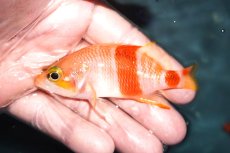 画像1: 【海水魚・ハナダイ】【通販】アズマハナダイ(1匹)（±6-7cm） (サンプル画像）（生体）(海水魚) (1)