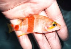 画像2: 【海水魚・ハナダイ】【通販】アズマハナダイ(1匹)（±6-7cm） (サンプル画像）（生体）(海水魚) (2)