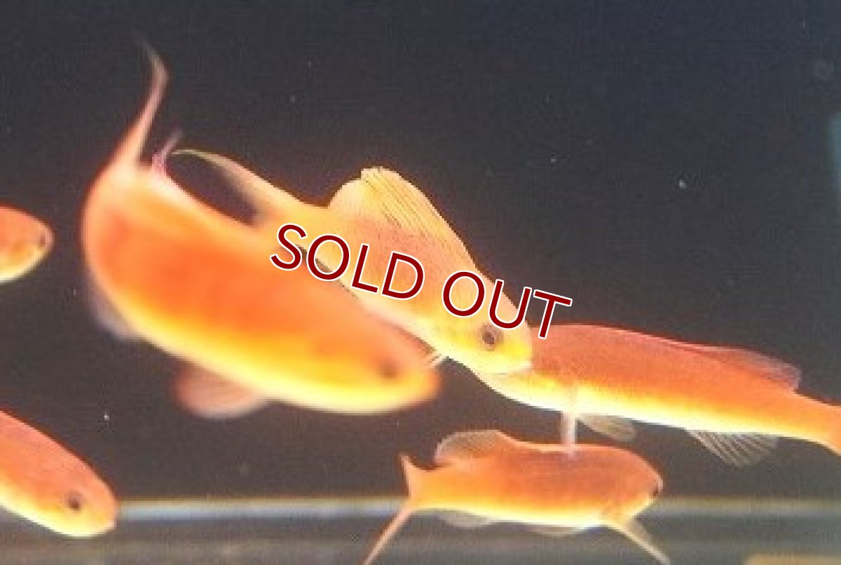 画像2: 【海水魚・ハナダイ】【通販】 セルフィンアンティアス（ペア）【1ペア】（±4-5cm） (サンプル画像）（生体）(海水魚) (2)