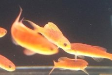 画像2: 【海水魚・ハナダイ】【通販】 セルフィンアンティアス（ペア）【1ペア】（±4-5cm） (サンプル画像）（生体）(海水魚) (2)