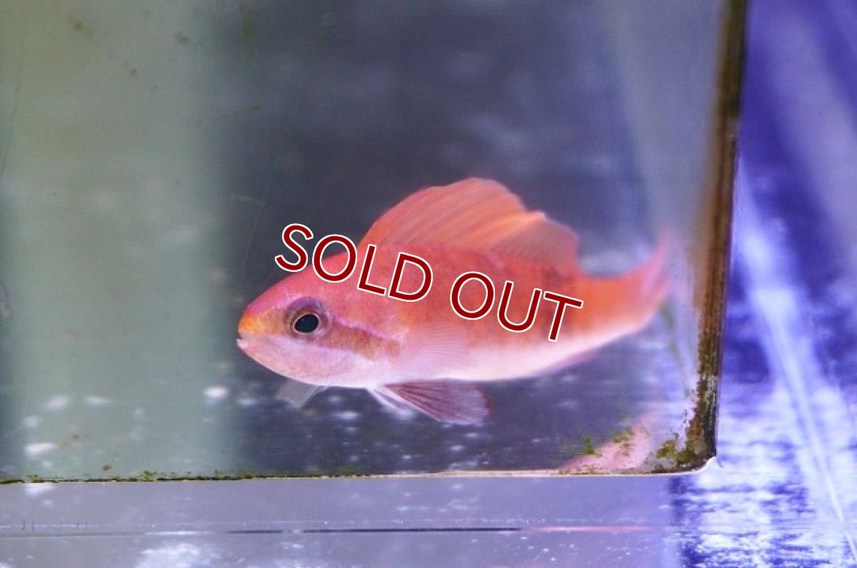 画像4: 【海水魚・ハナダイ】【通販】 セルフィンアンティアス（ペア）【1ペア】（±4-5cm） (サンプル画像）（生体）(海水魚) (4)