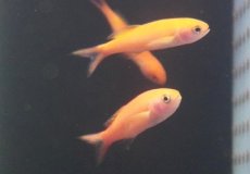 画像1: 【海水魚・ハナダイ】【モルディブ産】ミナミハナダイ（１匹）（±4-5cm）（サンプル画像）（生体）(海水魚) (1)